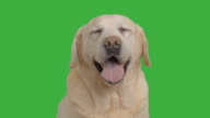 istock adult labrador sitting on the green screen 461044848