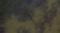 istock Aerial footage of crocodile in river, Kununurra, Western Australia 1419193185