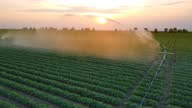 istock Aerial View Irrigation System Watering Soybean Field At Sunset 1325041869