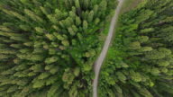 istock Aerial view of a pristine forest 1410753755
