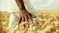 istock HD SLOW-MOTION: African Man Touching Wheat 113467828