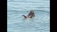 istock Alaskan sea otter swimming 1330338977