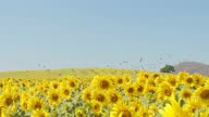 istock animal wildlife birds flying at field with Beautiful fresh yellow sunflowers blooming sways in wind at fields in the summer in the rays of bright sun 1340443626