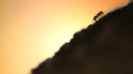 istock Ants anthill sunset - HD, NTSC 113878873