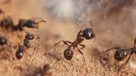 istock Ants on Dirt Ground Macro Shot 1397579327