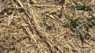 istock Ants On The Ground 1400829799
