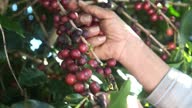 istock Arabica coffee being picked manually by woman agriculturist hands. Brazilian special coffee. 1347600561