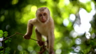 istock Baby monkey lives in a natural forest of Phuket Thailand. 860754052