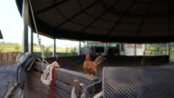 istock Bantam rooster in farm. 1395017536