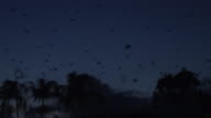 istock Bats flying pretty at dusk in Cairns downtown, Australia 1216807052