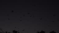 istock Bats flying pretty at dusk in Cairns downtown, Australia 1216843124
