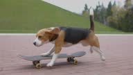 istock Beagle dog kick the skateboard and rides in park. Pet Dog skateboarding outdoor. Slow motion. 1365682139