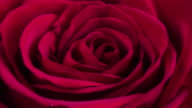 istock Beautiful Blooming Red Rose Closeup 1069330716