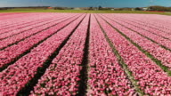 istock Beautiful flowerbeds in the Netherlands 1220726994