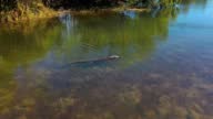 istock Beautiful footage of crocodile in river, Kununurra, Western Australia 1419193127