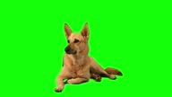 istock Beautiful German Shepard dog on chroma key green screen background 1338663032