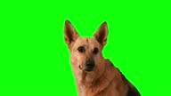 istock Beautiful German Shepard dog on chroma key green screen background 1338669880