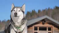 istock Beautiful huskies and sled dogs in Winter 1368556072