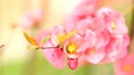 istock Beautiful Pink Blossoms in Wind 1376117043