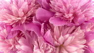 istock Beautiful pink peony bouquet open on pink background. Time lapse of Blooming peony or roses flowers opening close-up. Wedding backdrop, Valentine's Day concept. Birthday bunch. Flower closeup. 1354966227