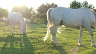 istock Beautiful white horses on a green field at sunset. 1336071993