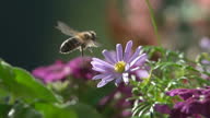 istock Bees Visiting Purple Flowers. 1302275417