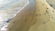 istock Birds flying over the rocky shore 1240707537