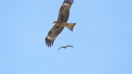 istock Black-eared Kite flying on blue sky. 1370863521