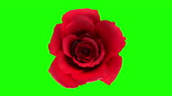 istock Blooming red rose flower with separating Alpha Channel mask in 4K 1294436352