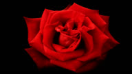 istock Blooming Red Rose on a Black Background 175742833
