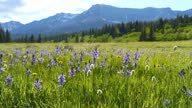 istock Blue Camas Wildflowers - Field of Blue Camas wildflowers swaying by gentle breeze in a mountain meadow at Cut Bank Valley on a sunny and calm Spring Evening, Glacier National Park, Montana, USA. 1329382281