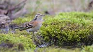 istock Brambling Fringilla montifringilla a songbird drinks water in the forest. Slow motion 1364963636