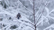 istock Bullfinch (Pyrrhula pyrrhula) after snowing, Belarus 1321990974