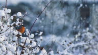 istock Bullfinch (Pyrrhula pyrrhula) in winter eatimng seeds, Belarus 1337641236