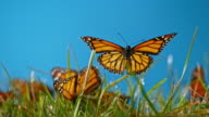 istock SLO MO LD Butterfly flying off the grass in sunshine 993253088