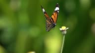 istock Butterfly flying slow motion 894888864