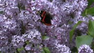 istock Butterfly "Urticaria" collects nectar from blooming lilac. 1370129261