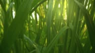 istock Camera moving through fresh green grass in sunrise lights. Inside grass slider shot, 4K 1223830957