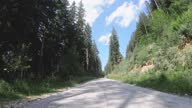istock Car travel on the road in the forest 1345176117
