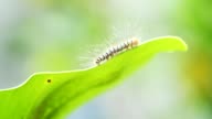 istock Caterpillar walking on green leaf. 926112808