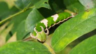 istock Caterpillars on green leaf 1294114622