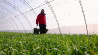 istock Caucasian farmer, carrying the bucket with grass and darnel, while walking through greenhouse planted with scallion 1387723565