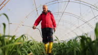 istock Caucasian senior farmer, with crop sprayer, spraying the onion/scallion crops at the greenhouse 1388969257