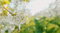 istock SLO MO Cherry blossom petals falling off trees 976023638