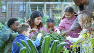 istock Children learning about plants at community garden 1359608433