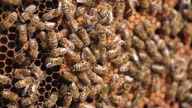 istock Close up of bee working in the hive. Bees swarming on honeycomb. 1355448774