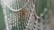 istock Close-up of dew drops on a spider web. 1340967031