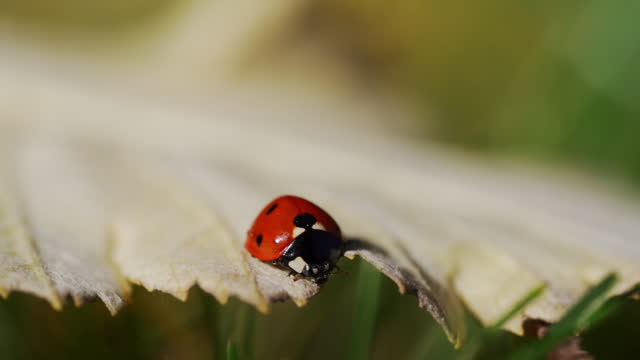 Ladybird Ladybird Free Leaked Videos and Photos