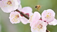 istock (Selective focus) Close-up view of of a bee collecting nectar from some pistils of cherry blossoms during the flowering season, Kyoto, Japan 1304559770