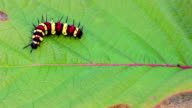 istock Colorful caterpillar on the red leaf 825242872